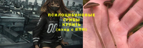 прущие грибы Елизово